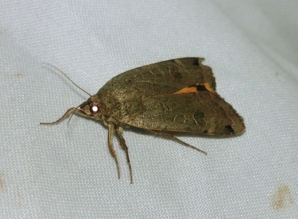 Noctua orbona 