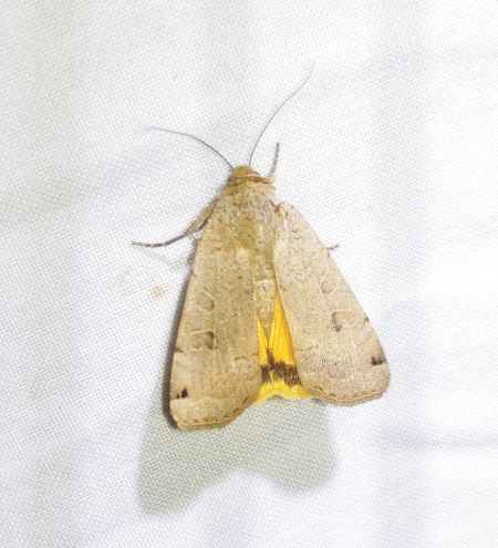 Noctua orbona 