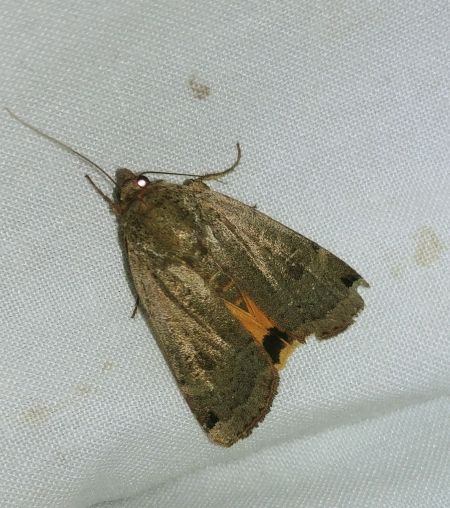 Noctua orbona 