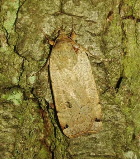 Noctua orbona 
