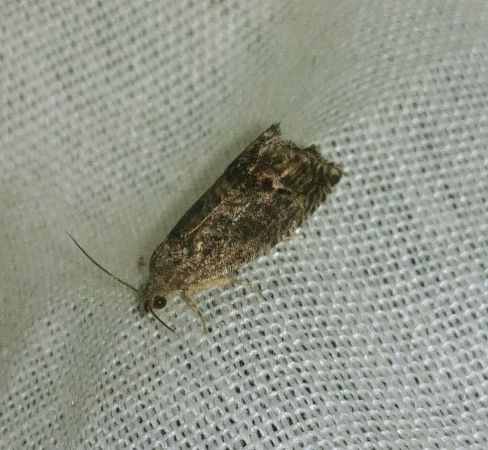 Cydia splendana 