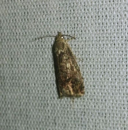 Cydia splendana 