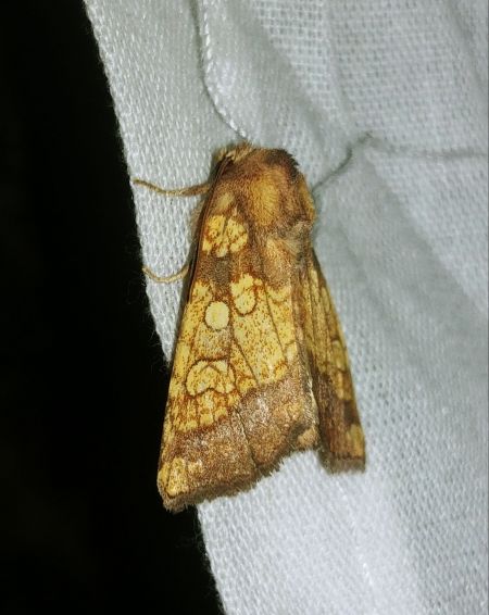 Gortyna flavago 