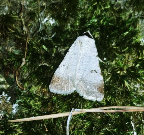 Lygephila craccae 