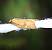 Acleris rhombana  - Thomas Lux