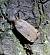 Noctua orbona  - Thomas Lux