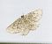 Charissa obscurata 
