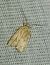 Agonopterix indéterminé 