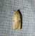 Agonopterix indéterminé 