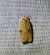 Agonopterix indéterminé 