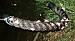 Agrochola laevis 
