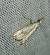 Catoptria falsella 