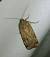 Noctua orbona 