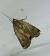 Noctua orbona 