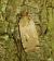 Noctua orbona 