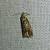 Cydia splendana 