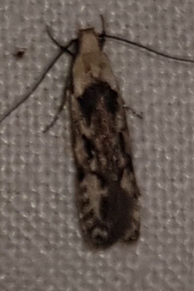 Carpatolechia decorella  - Thomas Lux
