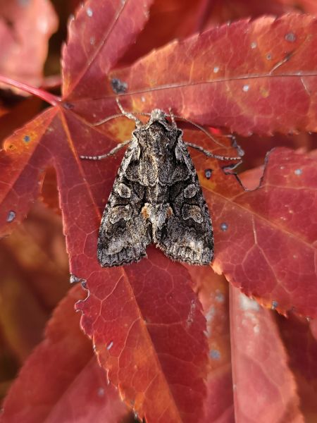 Dichonia convergens  - Thomas Lux