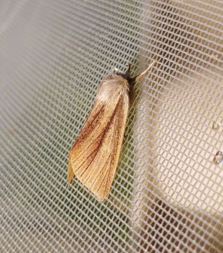 Sedina buettneri 
