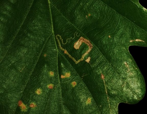Stigmella aceris 