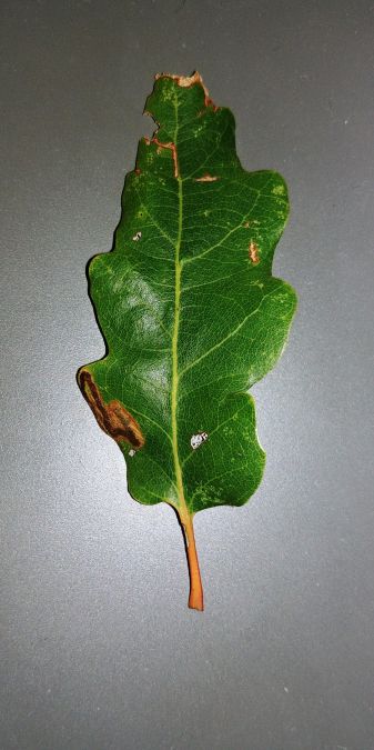 Stigmella roborella 