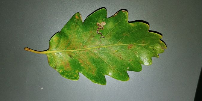 Stigmella roborella 