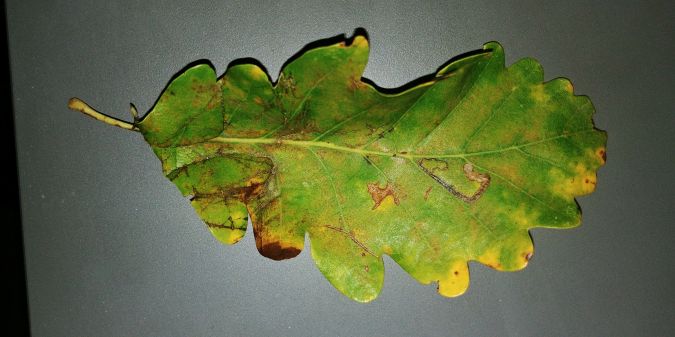 Stigmella roborella 