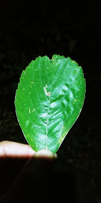 Stigmella nylandriella 
