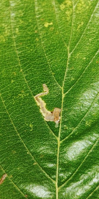 Stigmella nylandriella 