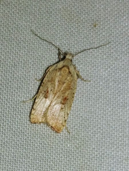 Agonopterix indéterminé 