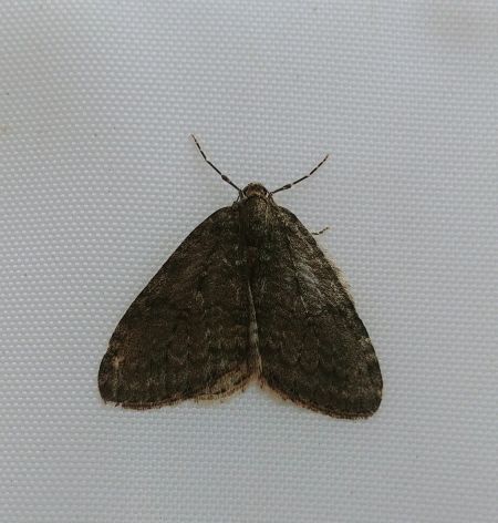 Epirrite diluée 
