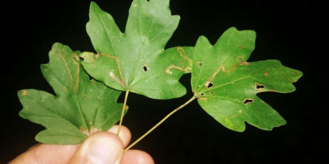 Stigmella aceris 