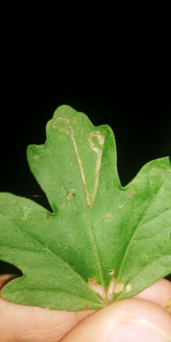 Stigmella aceris 