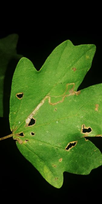 Stigmella aceris 