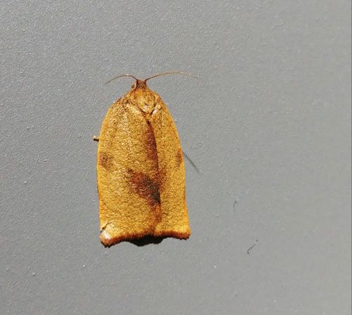 Acleris rhombana 