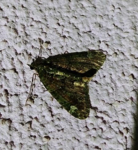 Chloroclysta siterata 