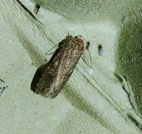 Spodoptera exigua 