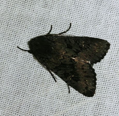Aporophyla nigra 