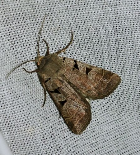 Eugnorisma glareosa 