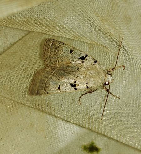 Eugnorisma glareosa 