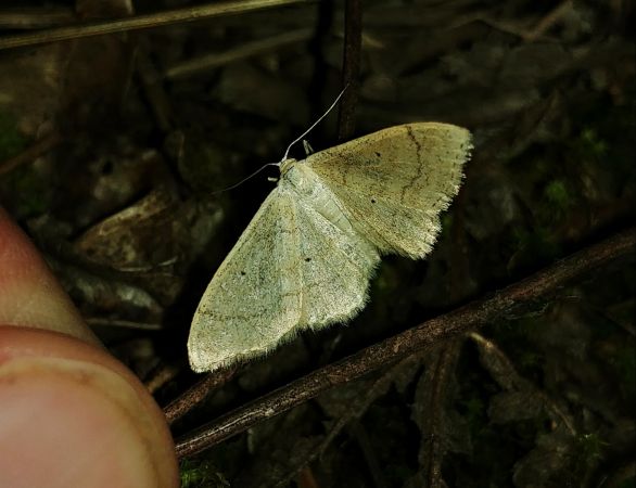 Idaea straminata 