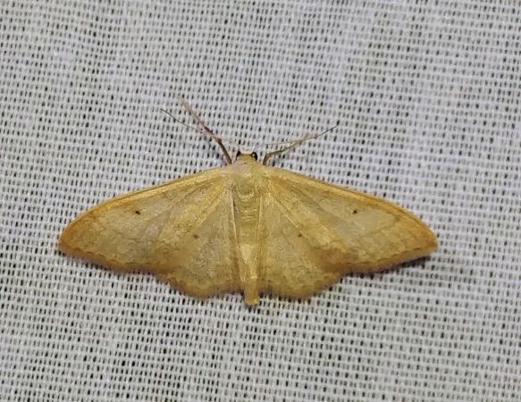 Idaea straminata 