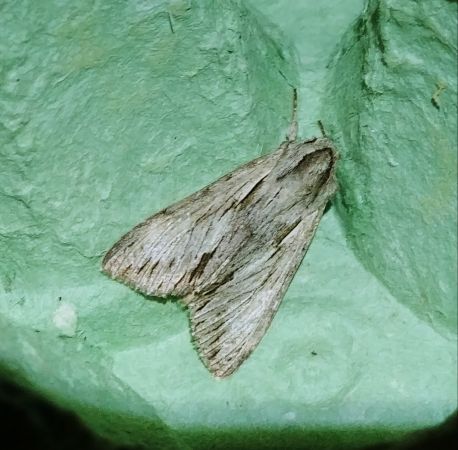 Auchmis detersa 