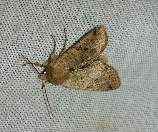Agrochola laevis 