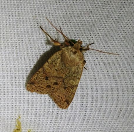 Agrochola laevis 