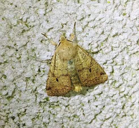 Agrochola laevis 