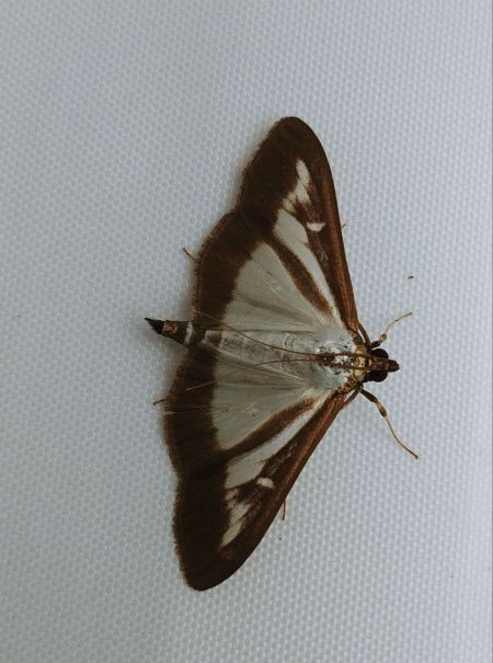 Pyrale du Buis 