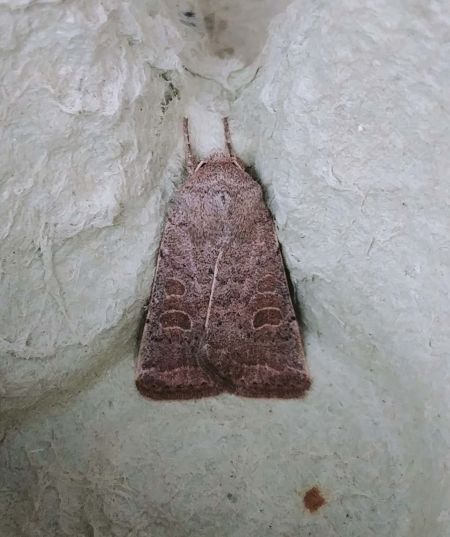 Hoplodrina sp. 