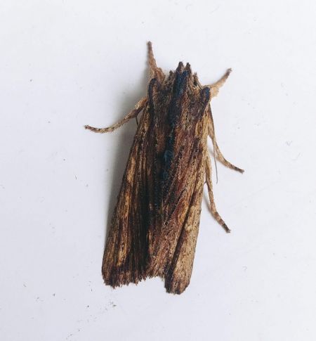 Lithophane semibrunnea 