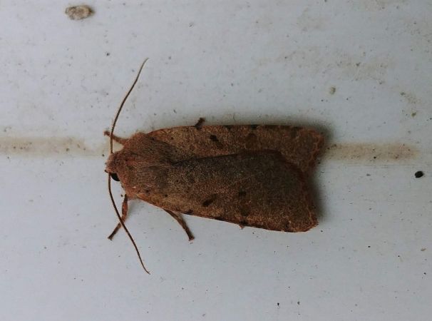 Agrochola lychnidis 